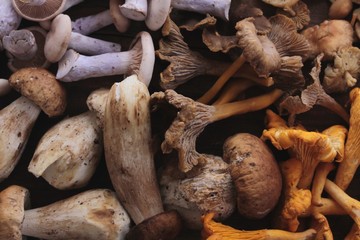 wild mushroom selection
