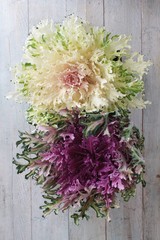 kale variegated variety © neillangan