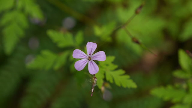 Herb Robert Flower
