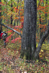 Fototapeta premium Big autumn oak