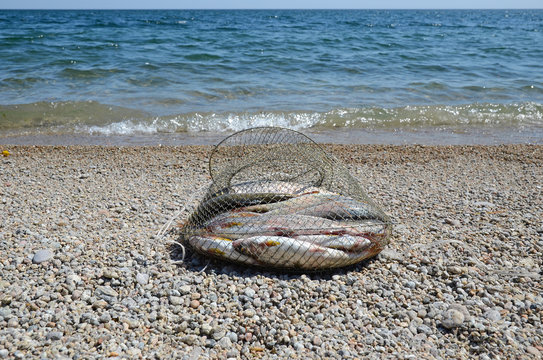 Fishing corf on with catch of Baikal grayling on the shore near the water