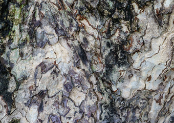 Tree bark close up of saman tree