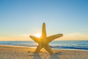 Plakat starfish on the beach