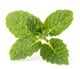 Fresh mint herb leaves isolated on white background cutout