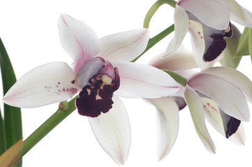 Orchid flowers over white (Cymbidium sp)