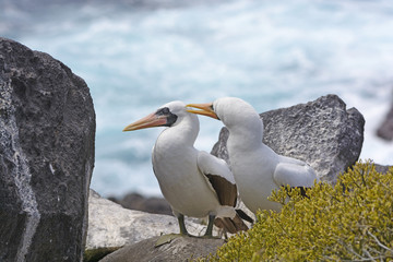 One Nazca Booby Preening Another