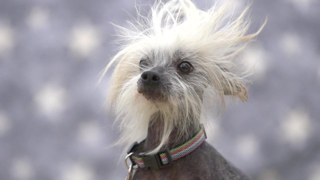 crested Chinese hairless dog having its portrait shot in slow motion with wind blowing the fur