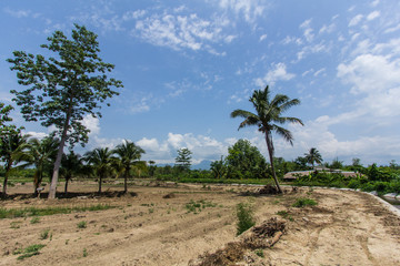 coconut tree with beauty sky in field