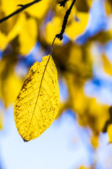 cherry tree leaves under blue sky in harmonic autumn colors