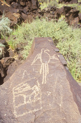 Petroglyph of a bird, circa 1300-1650 AD, Boca Negra Canyon, NM