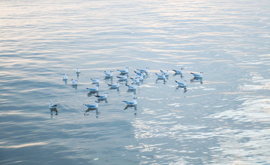 Group of seagulls over sea