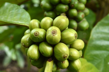Green coffee beans on stem.