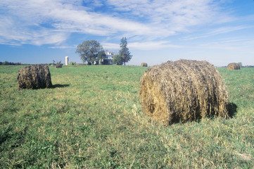 Baled hay in field, Centerville, Eastern Shore, MD © spiritofamerica