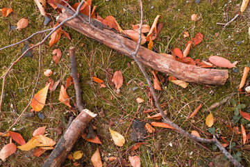 falling leaves