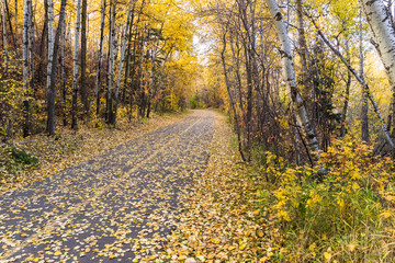 Obraz premium park trail in fall