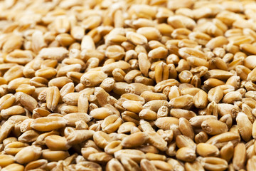 wheat  close up 