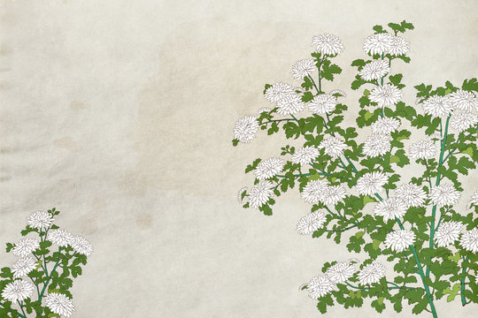 和風背景白菊