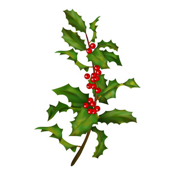 Holly branch with berries