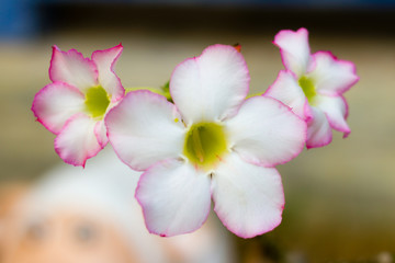 Desert Rose, Impala Lily, Mock Azalea, beauty flowers in white a
