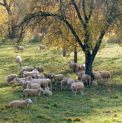 Obraz premium Flock of sheep grazing in autumn