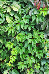 Green wild vine plant leaves as background