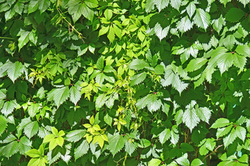 Fototapeta na wymiar Green wild vine plant leaves as background