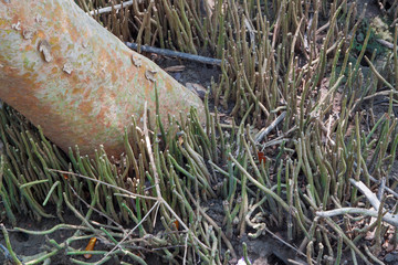 Roots of mangrove forest