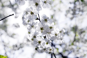 cherry blossoms . spring