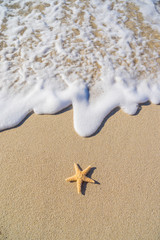 Starfish on the beach