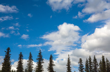 Fir Tree Tops and Blue Sky with White Clouds Daylight Sunny