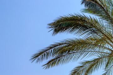 Fototapeta na wymiar Palm branches on a bright blue sky