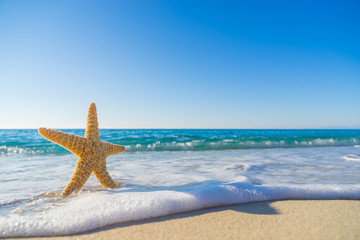 Starfish on the beach
