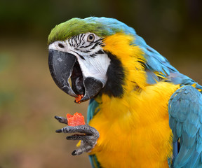 Beautiful Macaw eating fruit