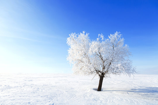 Fototapeta Alone Tree in the snow on a field winter
