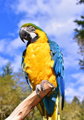Blue and Yellow Macaw perching on a branch outdoors