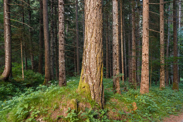 tree trunks in forest 