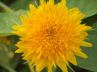 Yellow flower with green background