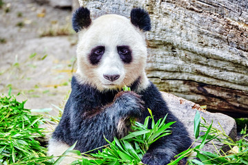 Fototapeta premium Cute bear panda actively chew a green bamboo sprout.