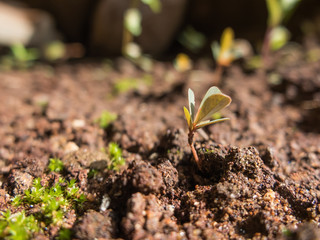 Yellow Sprout small tree shallow depth of field