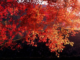 紅葉