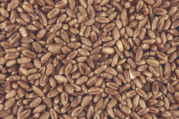 Wheat background view from the top close up