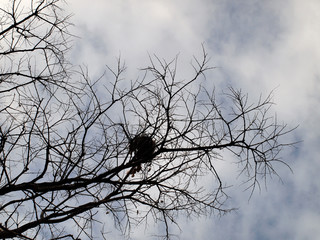 Leafless trees with branches