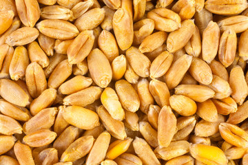 Wheat background view from the top close up