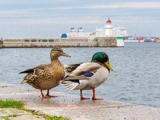 Pair of mallard ducks with blurred background old beacon of Malmo. Selective focus