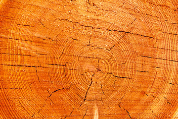 Fototapeta premium Close up cross section of tree trunk showing growth rings, texture