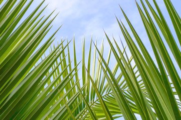 Palm tree branches with cloudy blue sky and copy space for text