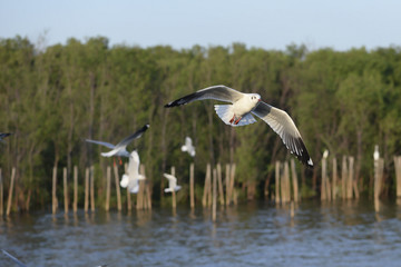 Escape the winter gull moving the residents living in the tropic