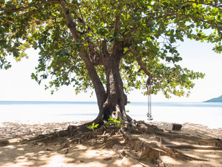 Fototapeta na wymiar Big tree with swing at the sea