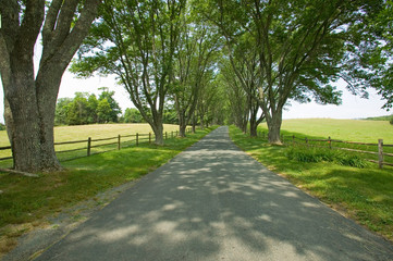 Fototapeta na wymiar Tree-lined driveway to Ash Lawn-Highland, Home of President James Monroe, Albemarle County, Virginia