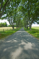 Tree-lined driveway to Ash Lawn-Highland,  Home of President James Monroe, Albemarle County, Virginia